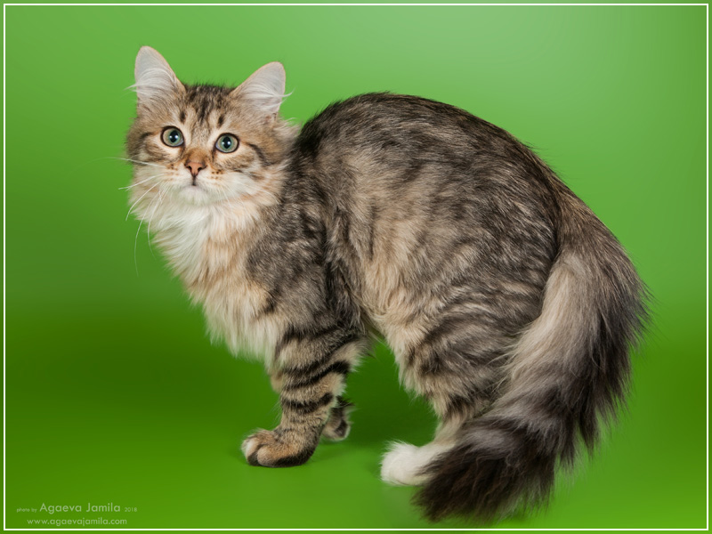 Xanth