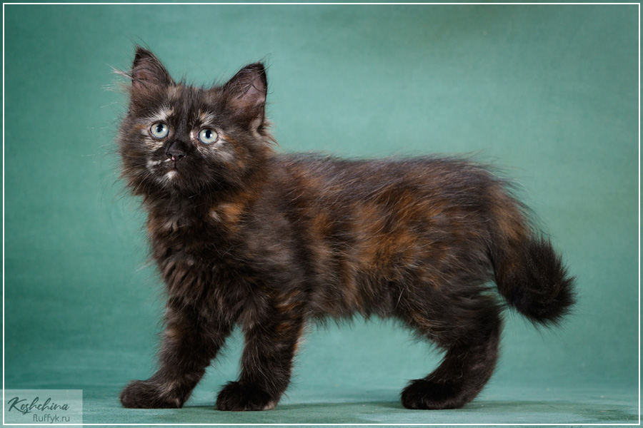 Гортензия