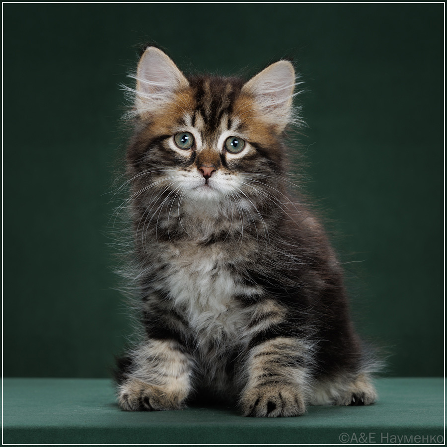 Умба